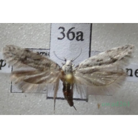 Carpatolechia proximella (Hübner, 1796) Czech36a
